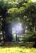 forest-031
