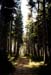 forest-036