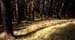 forest-037