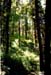 forest-047