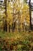 forest-054