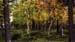 forest-070