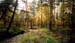 forest-071