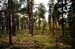 forest-074