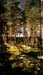 forest-075