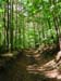 forest-084