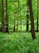 forest-086