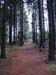 forest-088