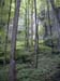 forest-093